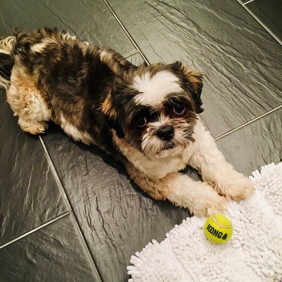 Meet your Posher, Paria - Picture 1 of 4